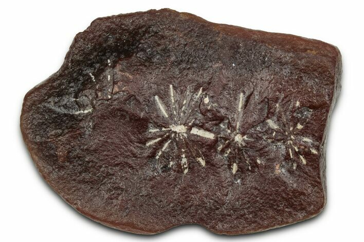 Fossil Horsetail (Annularia) Nodule Half - Mazon Creek #336192